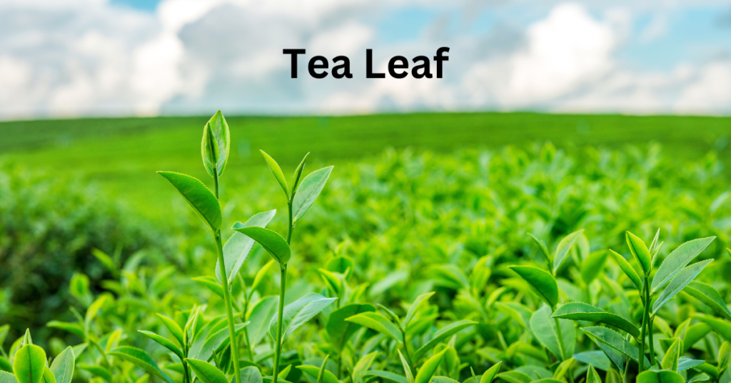 Tea Leaf